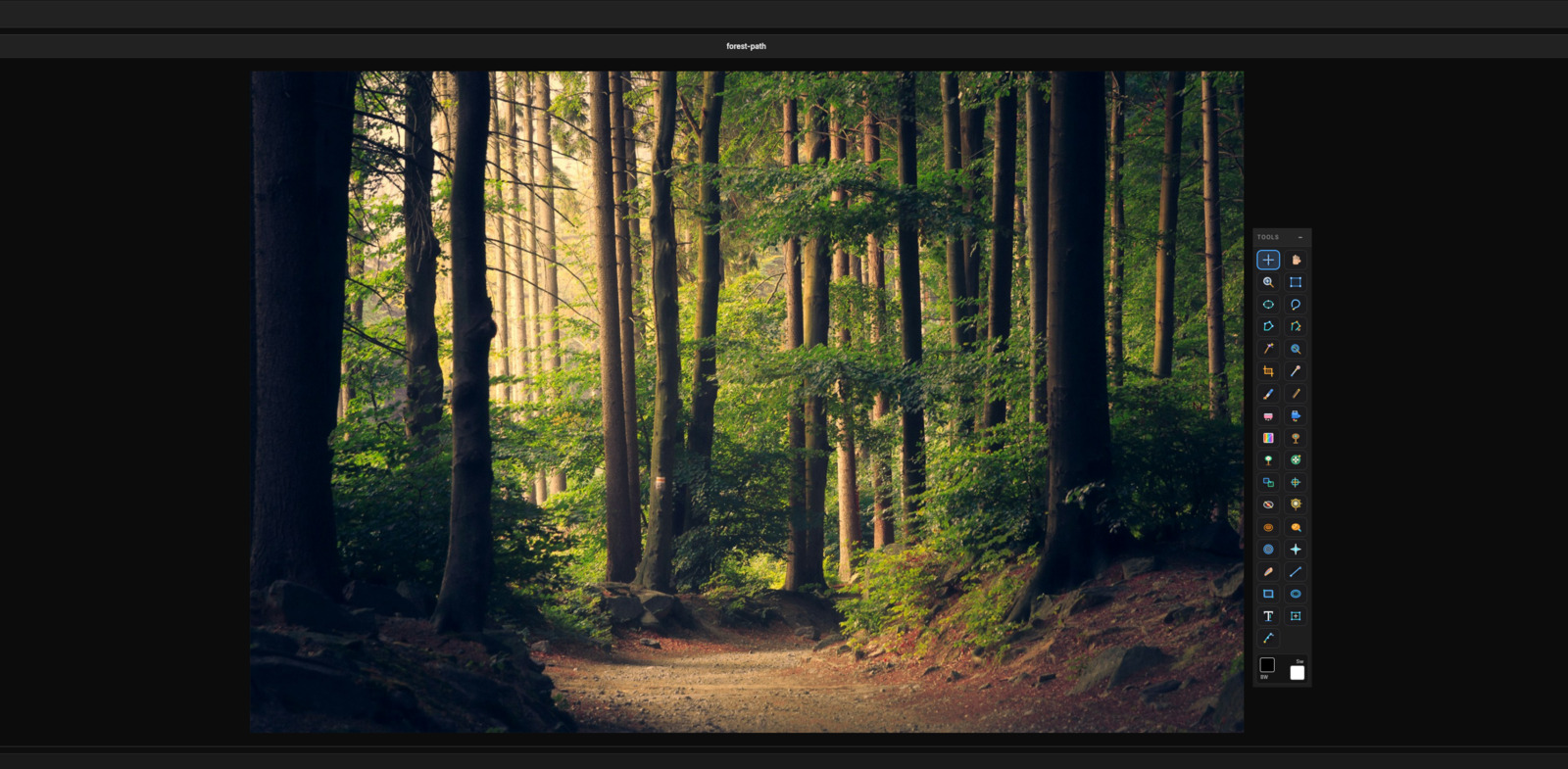 Photographer workspace with forest path photograph